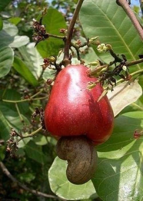 腰果是怎么长出来的上部分那个红红的像个梨似的是腰果树的果实下面挂