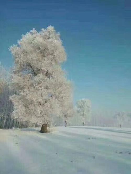 雾凇不是雪,也不是冰,而是树枝上挂的霜