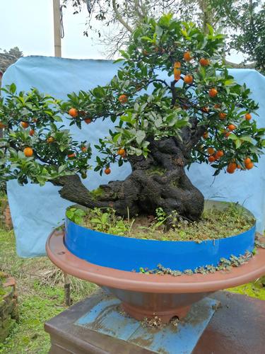 品种名:造型金弹子 冠幅:1米以下