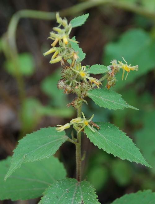 这是什么植物?当地人叫它粘粘草.