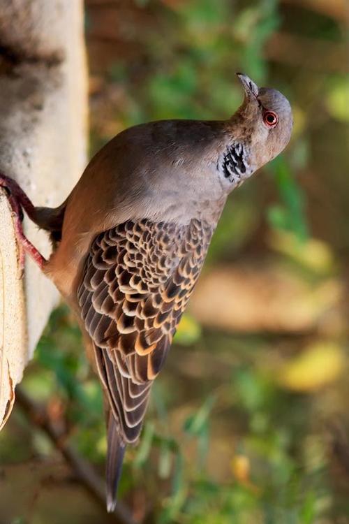 鸽形目·鸽鸠科·斑鸠属:山斑鸠