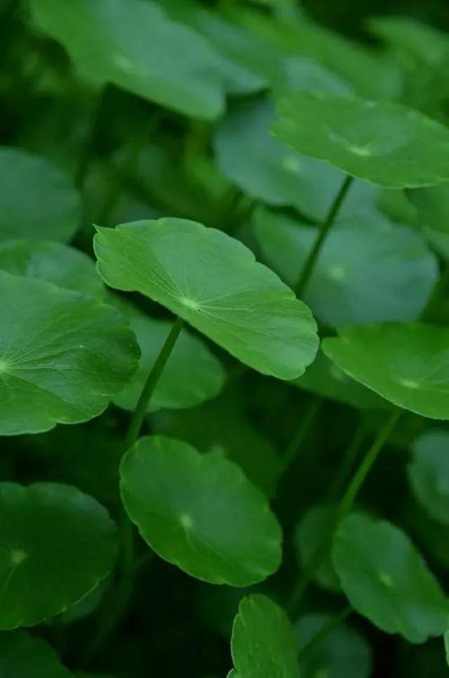 赶快来围观,绿色环保手机电脑壁纸来袭