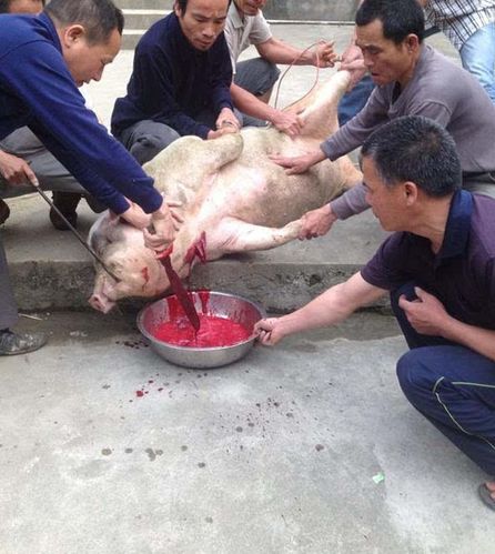 别说东北杀猪菜了,南方农村杀猪宴可不比东北差