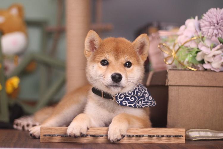 iphone12发布,价格竟堪比一只纯种柴犬?