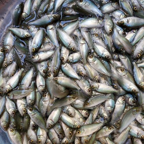 鲈鱼苗 宝石鲈鱼苗 澳洲宝石鲈鱼苗 大量批发各种鱼苗