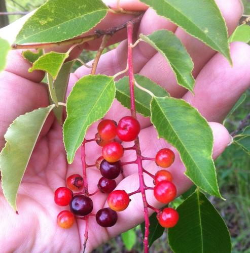 chokecherries starting to ripen