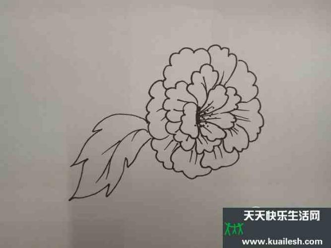 简笔画芍药的画法