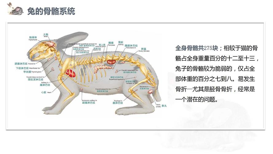 兔子的解剖特点 所属课程:《另类宠物饲养与疾病防治》