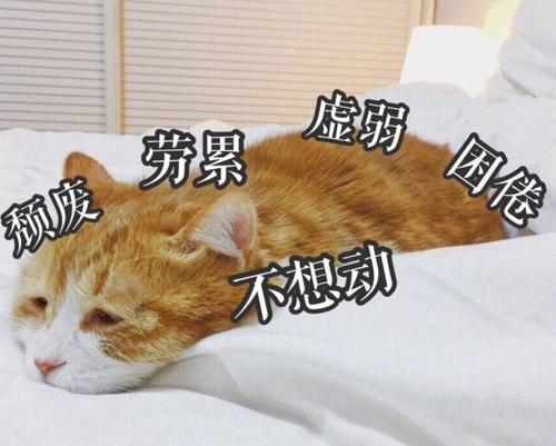 猫咪躺在那不动:颓废,劳累,虚弱,困倦,不想动_金馆长妈蛋表情网md.