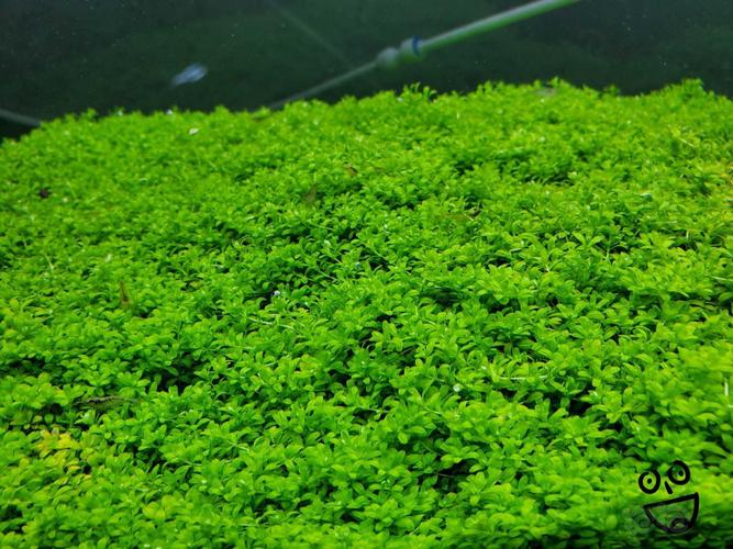 【水草】迷你矮珍珠自养水下草出售 超级厚超值