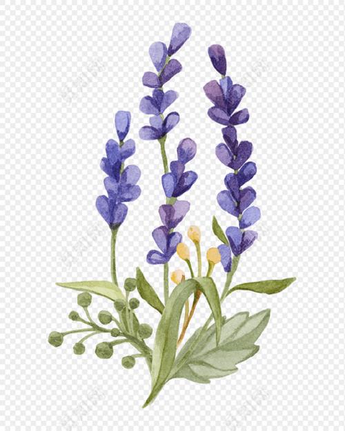 蓝色卡通手绘薰衣草矢量图片