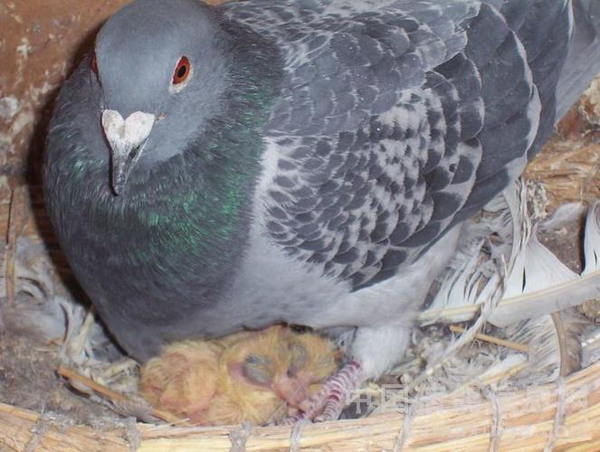 多次从数百公里归巢的鸽子,它们为小马解除了无限工作上的疲惫和