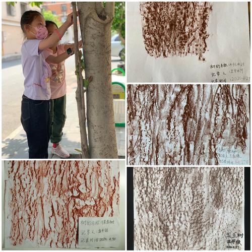 除了"叶画",植物单元同学们还拓印了树皮.