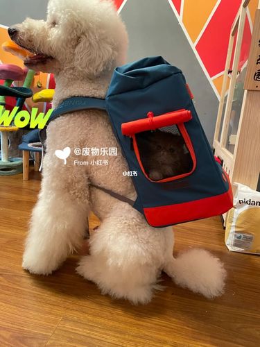狗狗包里有什么?哟 有只加菲猫_加菲猫_狗狗_猫咪_宠物_宠物其他