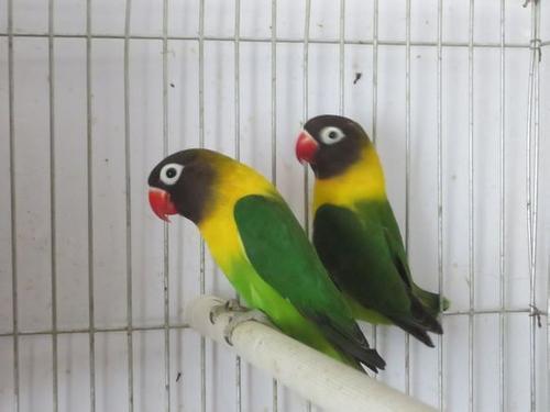 鹦鹉界的"骡子"你见过