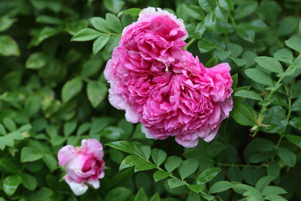 【花名册】送春归,十六夜蔷薇