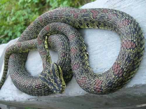 烙铁头蛇有毒吗