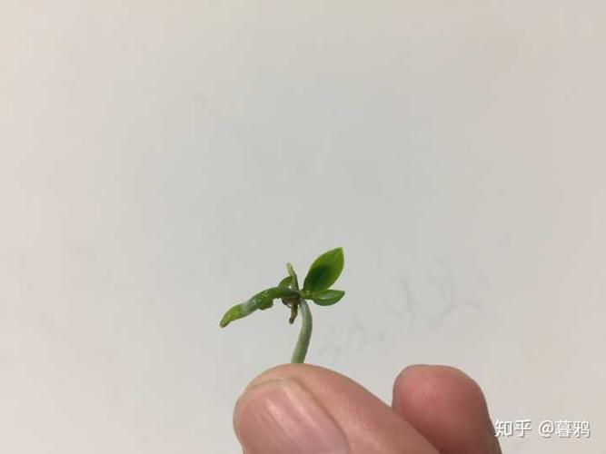 蝴蝶兰的幼苗是什么样子的?