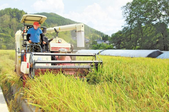 印江自治县大坪村水稻机械化收割快