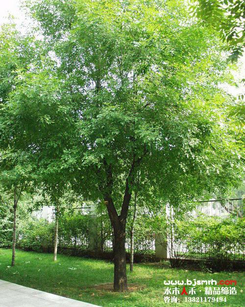 植物供应——观赏乔木类