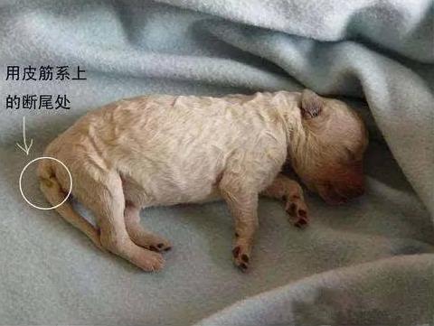 泰迪犬真的需要断尾吗?断尾有这6大"好处",了解一下