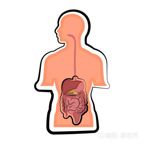 人体内的人消化系统
