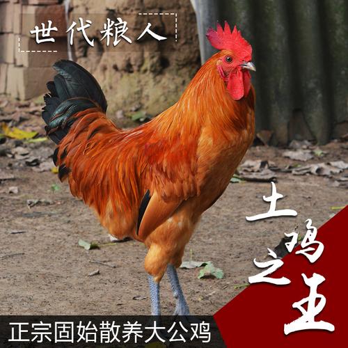 固始特产 正宗固始鸡土鸡现杀 笨公鸡 农家散养老公鸡