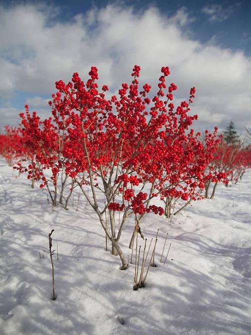 如果是属于盆栽的北美冬青,那么它的花卉要比地栽要更长,所以说是一种