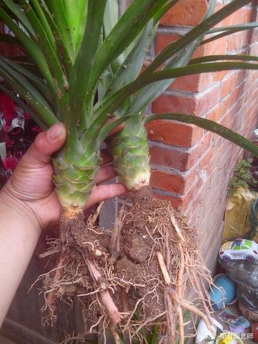 扦插龙血树,最重要的就是前一个月,保持土壤的湿润性,可以通过喷雾的