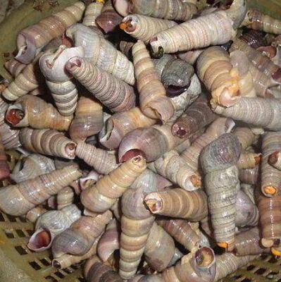 【提醒】新闻说这种波螺有毒?新区人却最爱吃! | 读书日问答名单公示