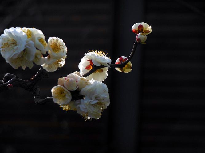 龙游梅花