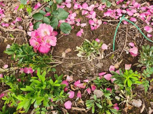 是谁在搞破坏浪漫花墙在哭泣