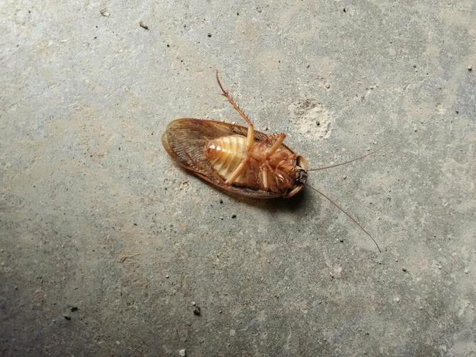 这是蟑螂还是雄性土元?