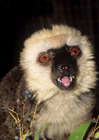 美狐猴属已知11种: 白头美狐猴eulemur albifr