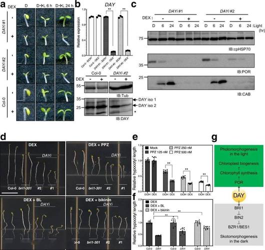 地塞米松(dex)诱导型 day rnai(dayi)来分析 day 缺陷对拟南芥的影响