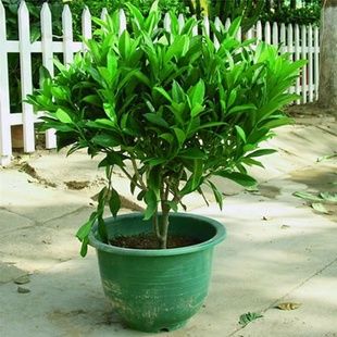 室内高档花卉 有氧盆栽 非洲茉莉 盆栽大苗 可杀菌 有助睡眠