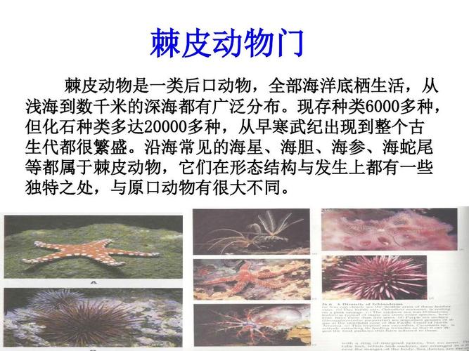 棘皮动物门ppt