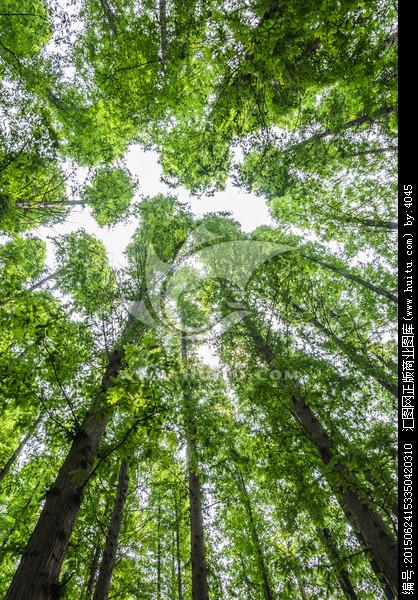 [正版商业] 树林