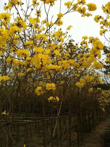 广东黄花多花风铃木中山黄色风铃木大实力供货商树名贵风景树种类