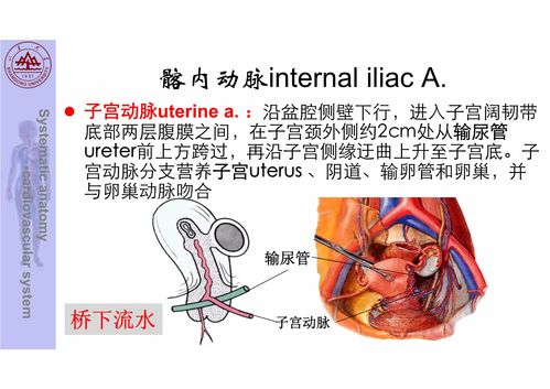 盆部和下肢的动脉