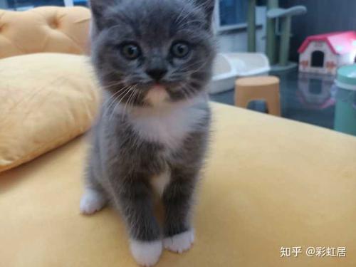 布偶和蓝猫串 小猫会有和布偶一样颜色的吗?