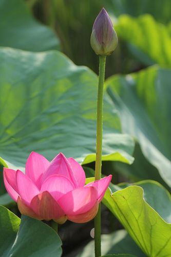 片池莲花无穷碧,映日花朵别样红.荷花之美-出淤泥而不