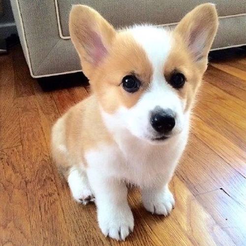 柯基幼犬活体威尔士纯种双色小短腿狗狗纯种幼崽公母