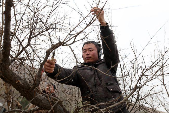 石榴树修剪有诀窍,果园老师傅亲传经验,不仅多花枝条粗且挂果多