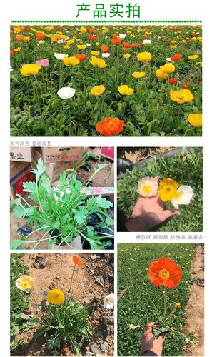 冰岛虞美人宿根花苗 混色抗寒虞美人早春品种 虞美人北方基地直供