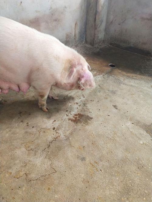 空怀母猪刚断奶三天的母猪吃正常体温40度右耳朵有一些发紫