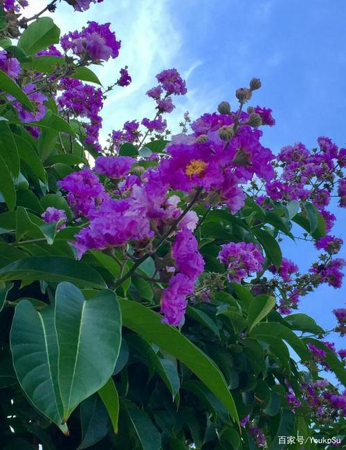 每年6月中旬的厦门,道路两旁大叶紫薇花开,放眼望去,长满紫色花蕾的