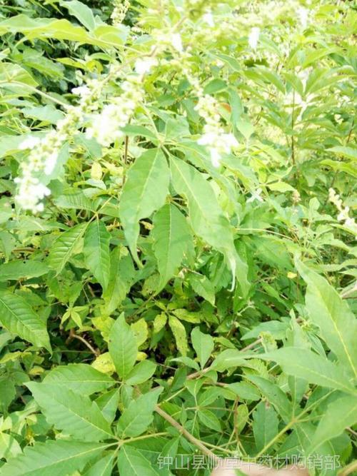 中药材黄荆 别称: 五指柑 / 五指风 / 布荆根 / 五指柑批发