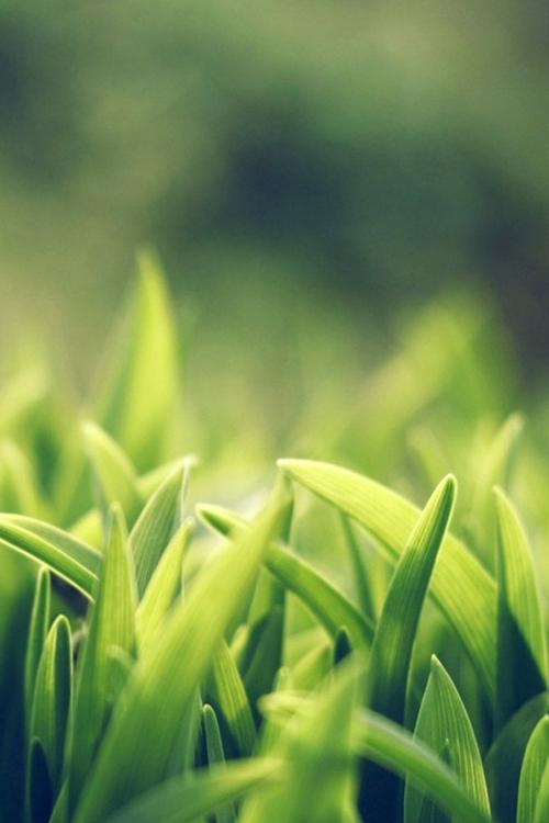 绿色养眼植物手机壁纸