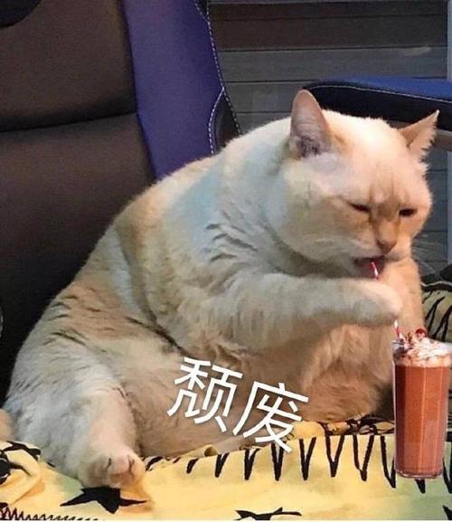 最新猫咪表情包:这么可爱的表情包,你不喜欢吗?